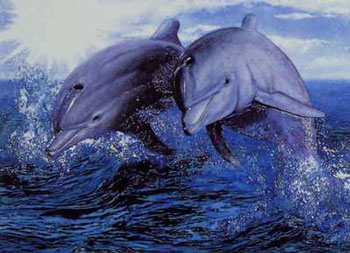  - dolphins